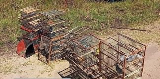 Cazaban con jaulas tramperas a bordo de un utilitario