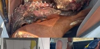 En un Renault 12 llevaban 2 terneros faenados y armas