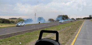 Incendio de pastizal en la banquina de la Autovía