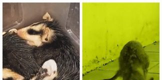 Se rescataron crías de Comadreja y un Zorro Gris