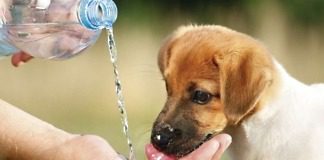 Cuida a tus mascotas de la ola de calor