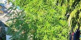 Chajarí: Allanamiento, secuestro de marihuana y plantas de cannabis