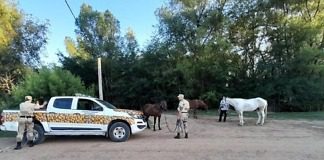 Se retiraron cuatro equinos del ejido urbano de Gualeguaychú