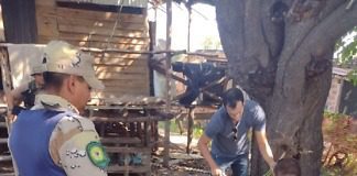 Personal de Abigeato Colón, secuestro armas, cuero de animal y Plantas de Cannabis