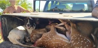 La Brigada en Delitos Rurales detectó a cazadores con 11 perros y ciervos muertos