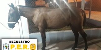 Concepción del Uruguay: Recuperan un caballo robado