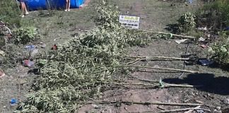 Allanamiento con secuestro de Plantas de Marihuana