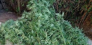 Un allanamiento por amenazas culmino con el secuestro de Plantas de Cannabis
