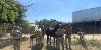 Veterinaria Municipal secuestro cuatro equinos, con la colaboración de la Brigada de Delitos Rurales