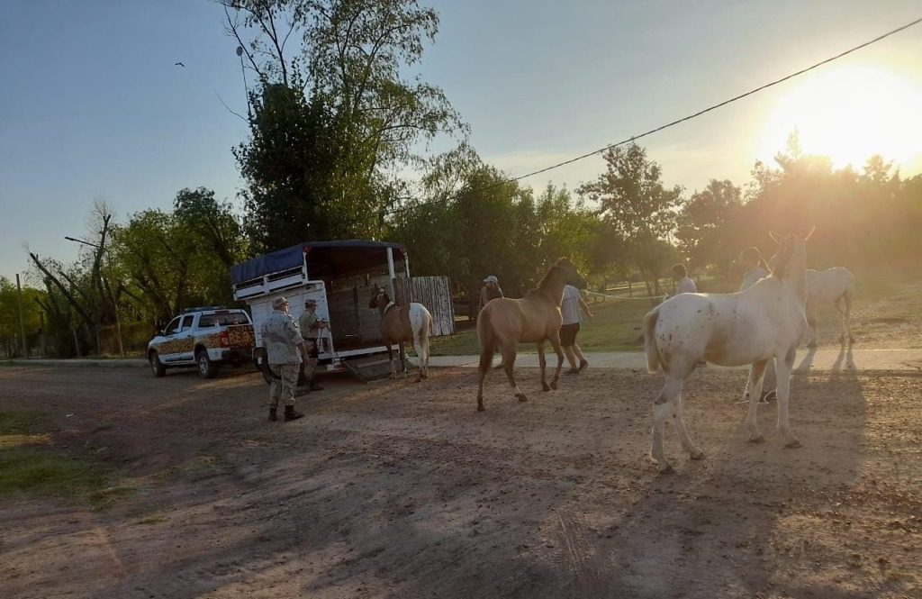 Ocho equinos retirados de la calle en conjunto con Personal de la Brigada Gualeguaychú y Municipal