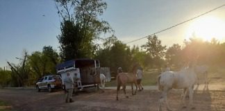 Ocho equinos retirados de la calle en conjunto con Personal de la Brigada Gualeguaychú y Municipal