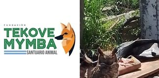 Personal de Abigeato rescato un Bubo Ñacurutú en el Barrio La Tablada en cautiverio