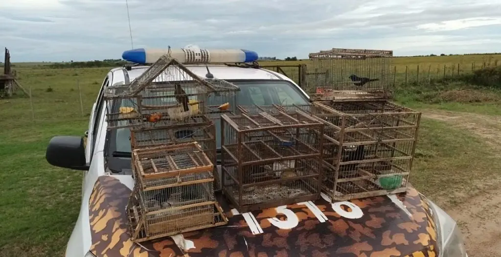 Costa Uruguay Sur – Destruyen jaulas y liberan aves autóctonas