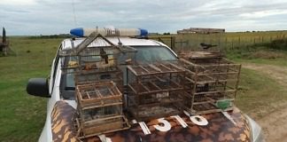 Costa Uruguay Sur – Destruyen jaulas y liberan aves autóctonas