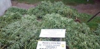 Un allanamiento por violencia de género culminó con un gran secuestro de plantas de Cannabis, hay 5 detenidos