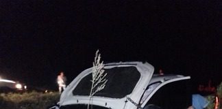 La Paz: Un conductor chocó un animal suelto sobre plena ruta