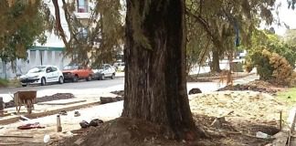 Ambientalistas presentaron formalmente un reclamo por el mal trato de los árboles añosos por las obras en Bvard Yrigoyen