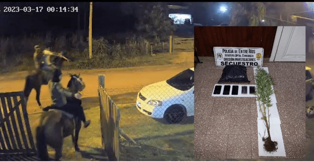 Allanamientos a raíz de varios masculinos montados a caballo, un detenido y secuestro de planta de cannabis   