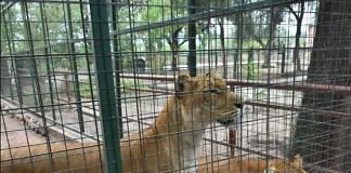 Cuestionan el traslado de felinos a un santuario de Colón