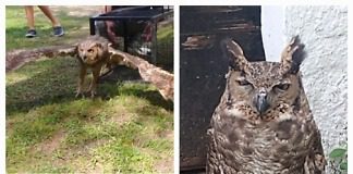 Brigadistas volvieron un Ñacurutú a su ambiente natural