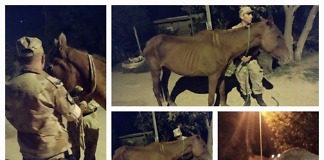 Brigada Paraná rescató dos equinos en pésimas condiciones