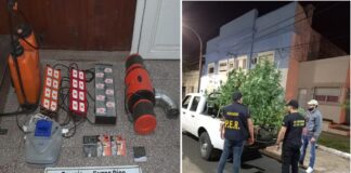 En un allanamiento por violencia de género, secuestraron plantas de Marihuana