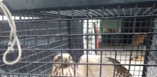 Brigadistas rescataron un Taguato herido