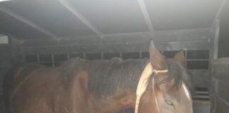 Paraná: Lo esperaba una emboscada policial y se accidentó antes de llegar