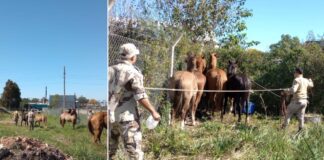 Brigadistas secuestraron 7 caballos en el Parque Industrial