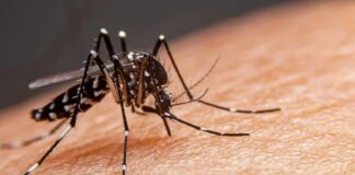 Recomendaciones para la prevención de la transmisión de dengue