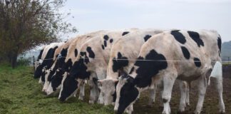 Con calidad de producto, Entre Ríos se destaca en la cadena lechera