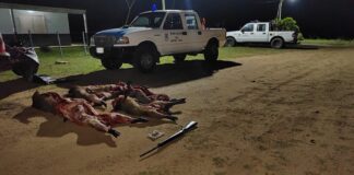Caza Ilegal: Secuestro de carpinchos y un rifle