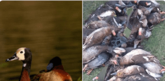 El Gobierno de Entre Ríos habilitó la caza de animales autóctonos y ahora también la privatiza favoreciendo a los cotos