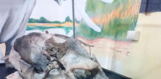 Se exhibe un nuevo resto fósil en el museo Histórico de Urdinarrain