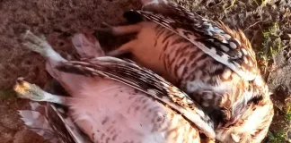 El Club Estudiantes manda matar a una familia de lechuzas