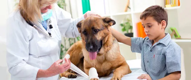 Se declaró de interés sanitario a la profesión veterinaria
