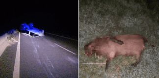 Un automovilista chocó un carpincho y termino volcando en la Autovía Nacional 18