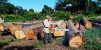 Un trabajador forestal, falleció en un accidente laboral