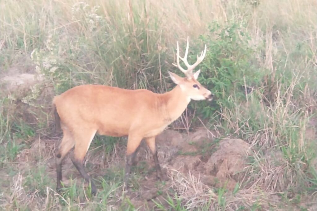 Aves y mamíferos autóctonos de Entre Ríos fueron declarados monumentos naturales