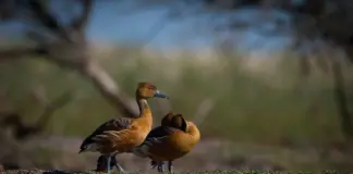 Más de 10 mil personas firman petición para que el gobierno de Entre Ríos suspenda la matanza de animales autóctonos en cotos de caza