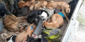 En un solo día la policía rural demoro dos veces a un fletero, por transportar en total 22 perros y 11 cazadores a la colonia el potrero