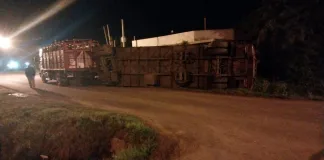 Un camión cargado de ganado volcó y se le escaparon 30