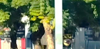 Un hombre con un arma blanca ocasionó disturbios en una agencia de quiniela