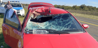 Se le cruzó un ciervo y la acompañante debió hospitalizada