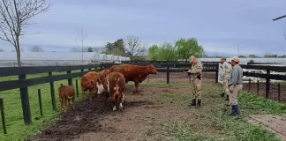 Secuestran siete animales vacunos sin marca ni señal que causaron daños en una chacra y deambulaban por calle Sobral