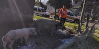 Larroque – Personal Municipal y Brigada notificó a propietarios por tener animales sueltos en la vía pública