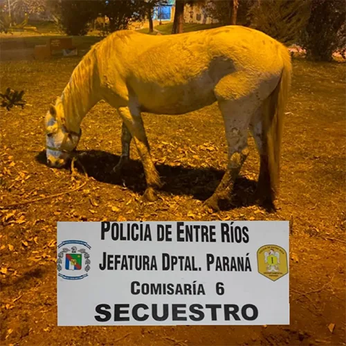 Recuperan a Margarita, la yegua de equinoterapia