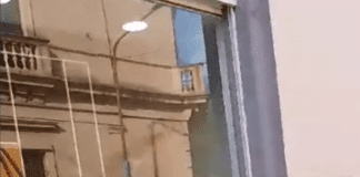 Concepción del Uruguay: Un ciervo Axis en pleno centro causo daños a un local comercial