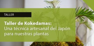 𝗧𝗮𝗹𝗹𝗲𝗿 𝗱𝗲 𝗞𝗼𝗸𝗲𝗱𝗮𝗺𝗮𝘀: 𝘂𝗻𝗮 𝘁𝗲́𝗰𝗻𝗶𝗰𝗮 𝗮𝗿𝘁𝗲𝘀𝗮𝗻𝗮𝗹 𝗱𝗲𝗹 𝗝𝗮𝗽𝗼́𝗻 𝗽𝗮𝗿𝗮 𝗻𝘂𝗲𝘀𝘁𝗿𝗮𝘀 𝗽𝗹𝗮𝗻𝘁𝗮𝘀