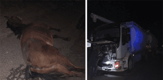 Ruta 39: Un camión colisiono dos caballos sueltos